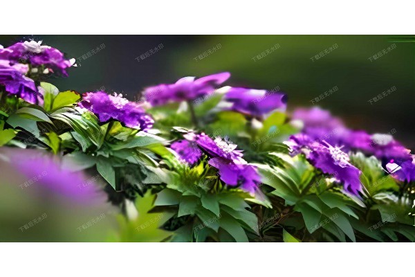 品茶大师齐聚武汉，海选时间即将开启！